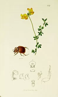 Scarab Gallery: Curtis British Entomology Plate 259