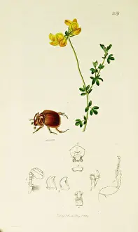 Scarab Prints: Curtis British Entomology Plate 259