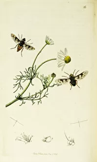 Anthemis Gallery: Curtis British Entomology Plate 26