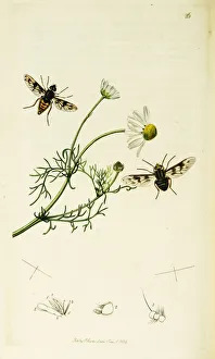 Anthemis Gallery: Curtis British Entomology Plate 26