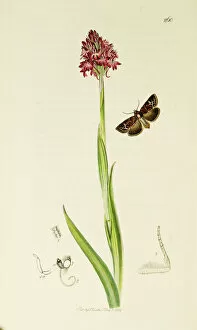 Orchis Gallery: Curtis British Entomology Plate 260