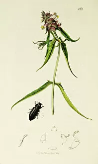 1820s Gallery: Curtis British Entomology Plate 262