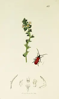 Curtis British Entomology Plate 263