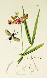 Sylvestris Prints: Curtis British Entomology Plate 265