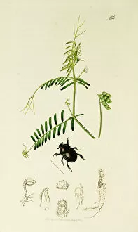 Laevis Collection: Curtis British Entomology Plate 266