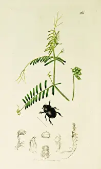 Laevis Prints: Curtis British Entomology Plate 266