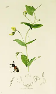 Curtis British Entomology Plate 267