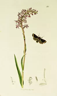 Orchis Gallery: Curtis British Entomology Plate 268
