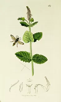 Curtis British Entomology Plate 269