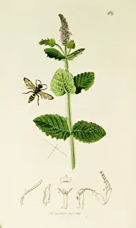 Round Leaved Prints: Curtis British Entomology Plate 269