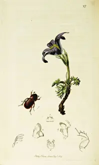 Curtis British Entomology Plate 27