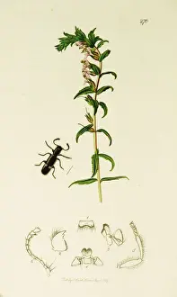 Curtis British Entomology Plate 270