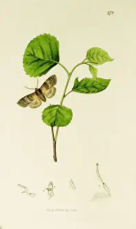 Curtis British Entomology Plate 272