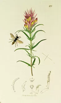 Curtis British Entomology Plate 273