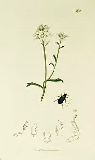 Amara Collection: Curtis British Entomology Plate 274