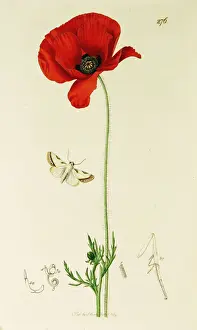 Poppy Prints: Curtis British Entomology Plate 276