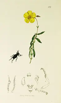 Cistus Prints: Curtis British Entomology Plate 279