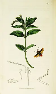Curtis British Entomology Plate 28