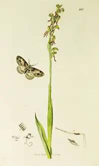 Curtis British Entomology Plate 280