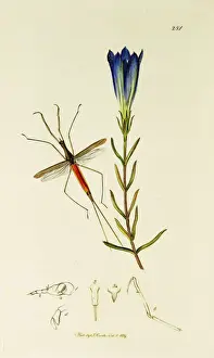 Linearis Prints: Curtis British Entomology Plate 281