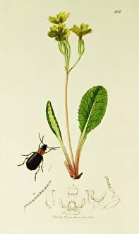Primula Gallery: Curtis British Entomology Plate 282