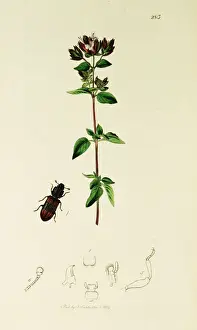 Vulgare Prints: Curtis British Entomology Plate 283