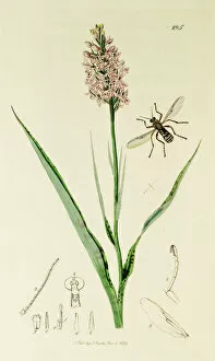 Orchis Gallery: Curtis British Entomology Plate 285