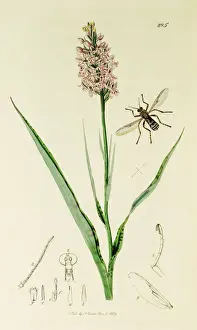 Orchis Prints: Curtis British Entomology Plate 285