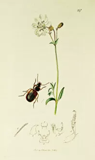 Silene Collection: Curtis British Entomology Plate 287