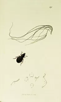 Roast Gallery: Curtis British Entomology Plate 291
