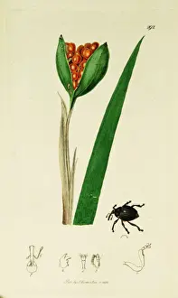 Curtis British Entomology Plate 292