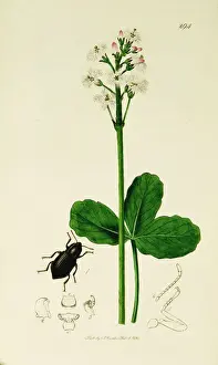 Less Prints: Curtis British Entomology Plate 294