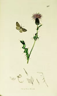 Curtis British Entomology Plate 296