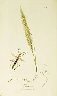 Thrift Collection: Curtis British Entomology Plate 297