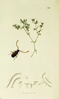 Acetosella Gallery: Curtis British Entomology Plate 299