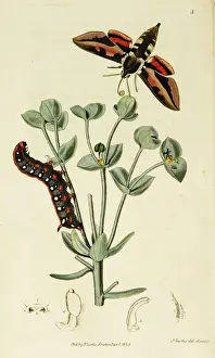 Deilephila Prints: Curtis British Entomology Plate 3