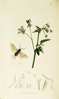 Anthriscus Gallery: Curtis British Entomology Plate 30