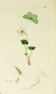 Curtis British Entomology Plate 300