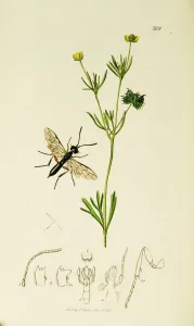 Less Prints: Curtis British Entomology Plate 301