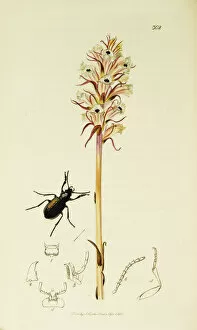 Curtis British Entomology Plate 302