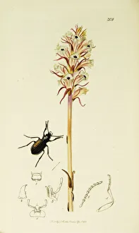 Adders Gallery: Curtis British Entomology Plate 302
