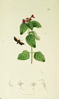 1820s Gallery: Curtis British Entomology Plate 304