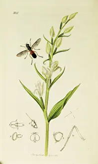 Curtis British Entomology Plate 305