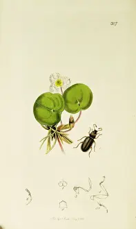 Curtis British Entomology Plate 307