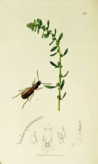 Curtis British Entomology Plate 310