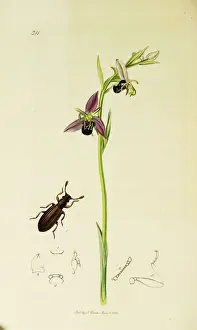 Elongated Prints: Curtis British Entomology Plate 311