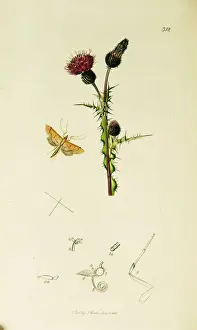Palustris Prints: Curtis British Entomology Plate 312