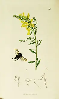 Hemiptera Prints: Curtis British Entomology Plate 313