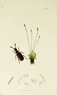 Curtis British Entomology Plate 315