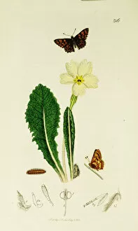 Primula Gallery: Curtis British Entomology Plate 316